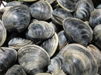 clamming-5