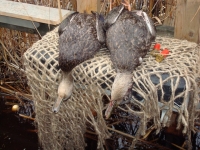 duck-4