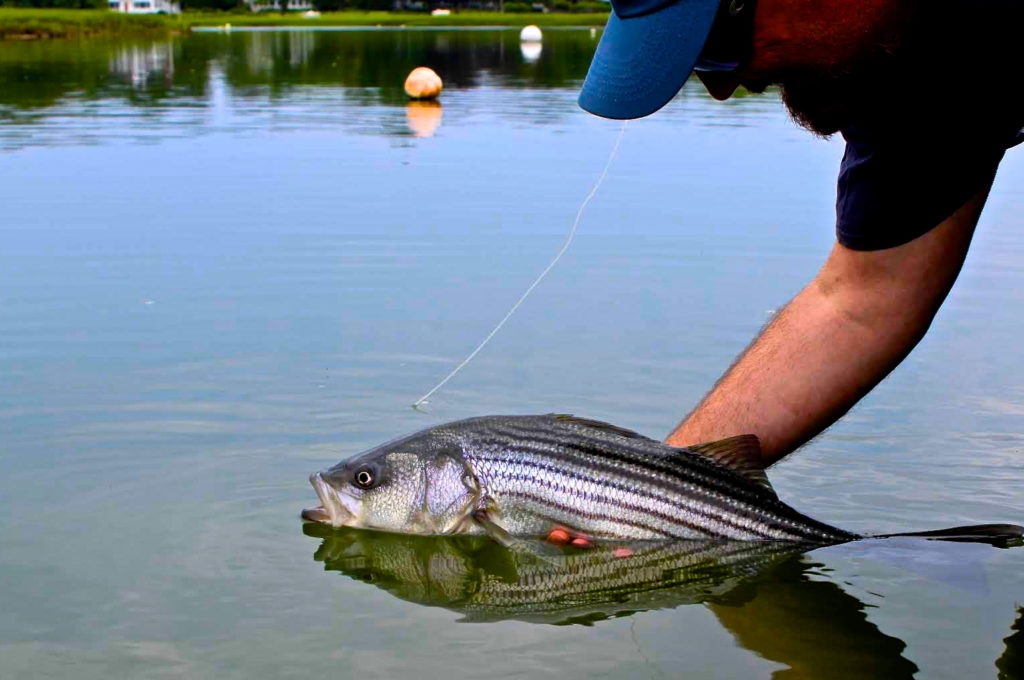 Father's Day Stripers On The Fly – Baymen Guide Service, Inc