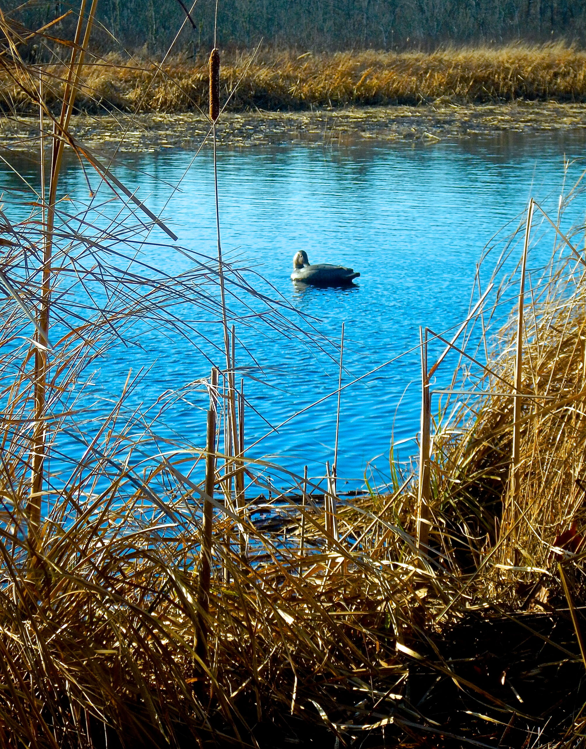 Black Ducks & Decoys Baymen Guide Service, Inc. & Baymen Charters